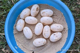 Captive Royal Turtles at Koh Kong Reptile Conservation Center Lay 54 Eggs